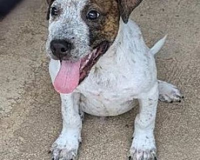 Dude - Australian Cattle Dog/American Staffordshire Terrier Mix Male Puppy for Adoption