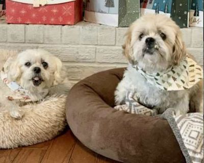 NENA - Shih Tzu Female Dog for Adoption