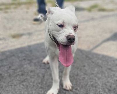 Millie - Bulldog Female Puppy for Adoption