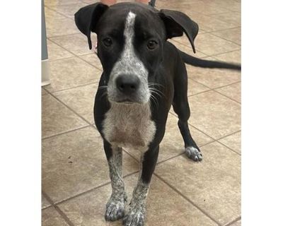 Sidney - Golden Retriever/Mixed Breed (Medium) Mix Female Puppy for Adoption