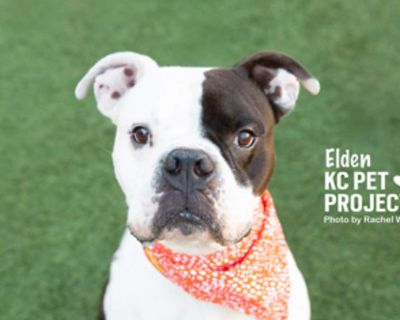 Adult. White - with black. Hair: short. Microchipped. Meet Elden, a friendly and good-natured terrier mix who quickly won over our staff with his sweet personality. Though his past is a bit of a mystery, Elden has shown nothing but warmth and affection since arriving. This handsome 4-year-old, 45-pound Pit Bull Terrier has a striking white and black coat and a calm, gentle demeanor that makes h...