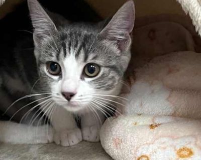 Kitten Rain - Domestic Shorthair Female Cat for Adoption