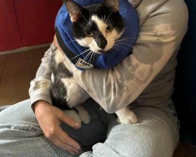 This boy is a friendly lap cat looking for his forever lap to snuggle on. He was rescued found wondering outside, he has nothing but love in his heart and will purr up a storm when you pet him.. Good with kids Shots current Spayed / Neutered Housetrained Microchipped. Breed American Shorthair Color Black & White or Tuxedo Age Young Sex Male Pet ID 7711829 Hair Length short