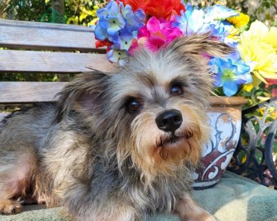 Garrett - Yorkshire Terrier & Terrier Mix Male Dog for Adoption