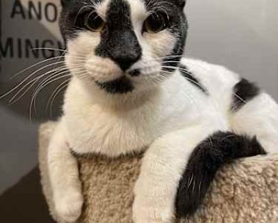 Meet Phantom Phantom came to us after being abandoned at the American Inn, but he's ready to leave his past behind and find a loving forever home. This handsome boy is about 3 years old and completely up to date on his vaccinations. Phantom is a bit of a social butterfly with a twist. He generally gets along with most people and does well with some other cats, though he can be a bit selective w...