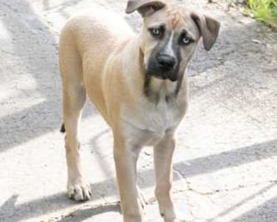 Snuggles - Husky/Boxer Mix Male Puppy for Adoption