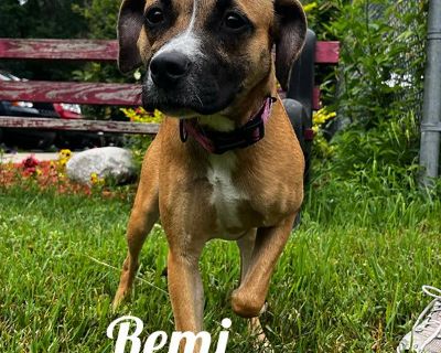 Remi - Shepherd & Hound Mix Female Dog for Adoption