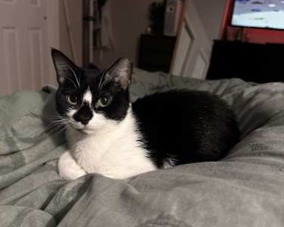 Elsa - Domestic Shorthair Female Cat for Adoption