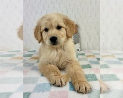 8 Weeks Old * Availability Date: 10/29/2025 * Shipping Area: Pick Up Only * Payment Method: Paypal, Credit Cards, Cash *. My adorable and playful AKC Golden Retriever puppies are looking for their forever home! They have completed deworming and are up to date on their vaccines. The puppies have been socialized with children, cats, and other animals. I am available for you to come and meet them ...