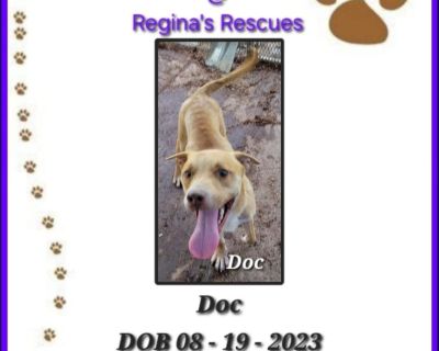 Doc - Husky & Rhodesian Ridgeback Mix Male Dog for Adoption