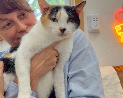 Molly Fish - Domestic Short Hair & Calico Mix Female Cat for Adoption