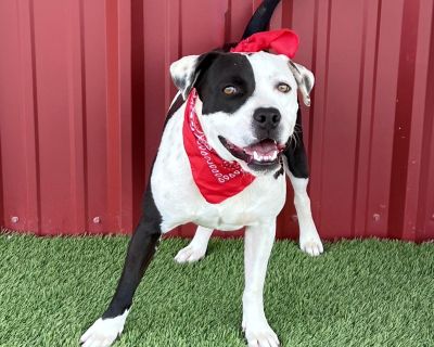 Meet Tulane! Looking for a loyal and loving companion? Meet Tulane, a sweet young Pit Bull who is ready to find his forever home! Found as a stray, this handsome boy is ready to transition from rescue to home life! At 42 pounds, Tulane is the perfect size for both cuddle sessions and fun-filled adventures. He gets along great with other dogs, enjoying their company for a good romp in the yard o...