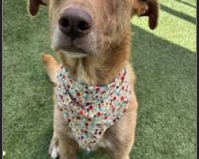 Carmen is a gorgeous girl who has stunning light amber eyes. She is so sweet and gets along with other dogs too. She is 3 years old and 55 lbs. She will make a wonderful , loving family pet. Please fill out an application at www.animalsanctuarysociety.org