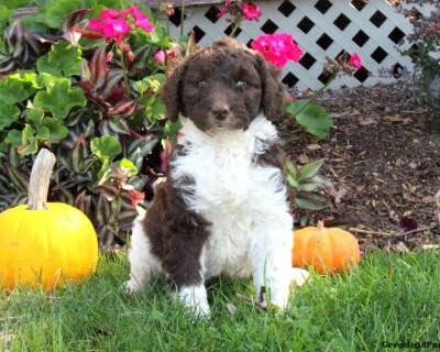 Magnus - Labradoodle Puppy For Sale in Pennsylvania