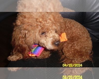 Nemo - Poodle (Toy) Male Adult Dog for Sale