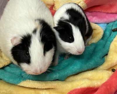 Gojo - Guinea Pig Male for Adoption