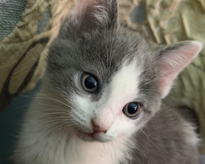 Mangle - Domestic Short Hair Male Cat for Adoption