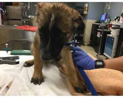 Dog - Australian Cattle Dog Male Puppy for Adoption