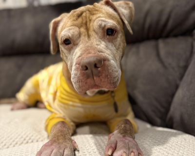 Louise - Pit Bull Terrier Mix Female Dog for Adoption