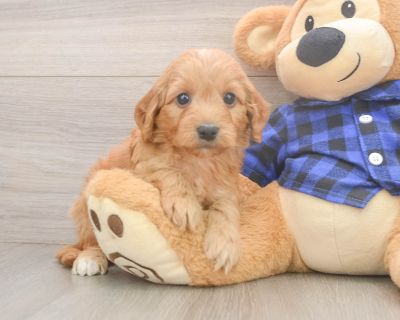 COREY - Mini Goldendoodle Male Puppy for Sale