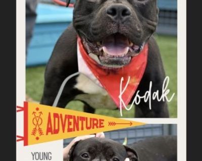 KODAK - Male Puppy American Bulldog mix for Adoption