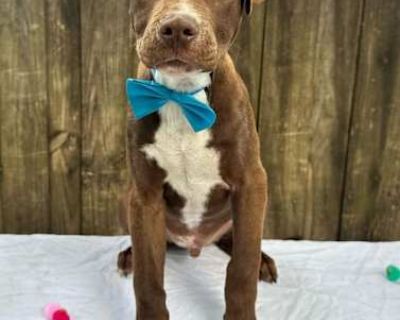 NESQUICK - Labrador Retriever Male Puppy for Adoption
