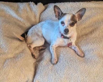 Brylie - Chihuahua/Jack Russell Terrier Mix Female Dog for Adoption