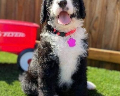 Bernedoodle Puppies