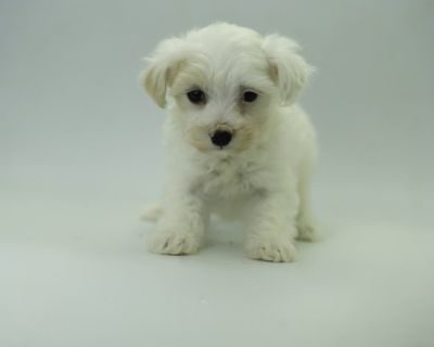 Honey - Female Maltipoo Puppy for Sale