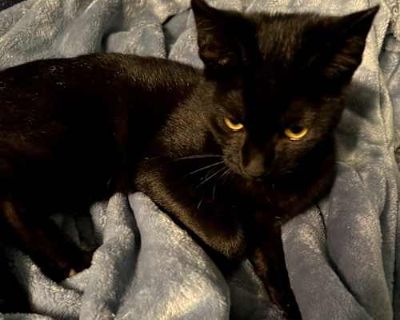 Hi! I'm Lil Shrubz, the playful kitten who loves a good wand toy chase. My days are filled with curiosity, cuddles, and a bit of goofiness. When I'm not exploring every nook and cranny, you can find me snuggled up for a nap or ready for a game. I'm sweet and always excited to meet new friends. If you're looking for a fun-loving companion to bring joy and laughter to your home, I'm your kitty! A...