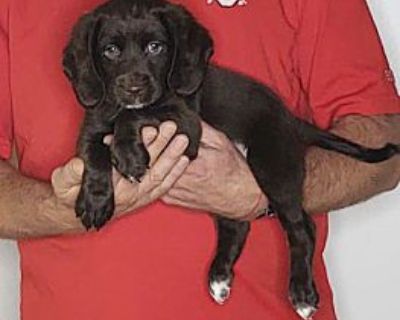 Zeke - Cocker Spaniel/Toy Fox Terrier Mix Male Puppy for Adoption