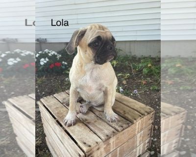 Lola - Puggle Female Puppy for Sale