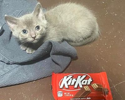 Kit Kat - Domestic Shorthair Female Cat for Adoption