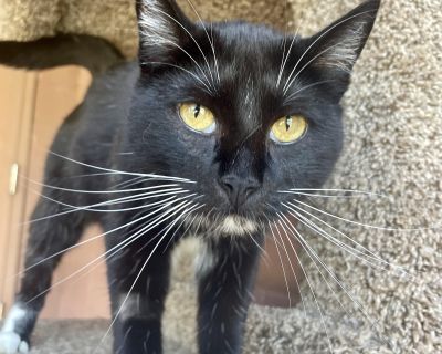 Rockstar - Domestic Short Hair Male Cat for Adoption