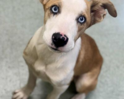 Please call the shelter at (706) 795-2868 to schedule a meet and greet. Madison Oglethorpe Animal Shelter is a non-profit shelter serving over 720 square miles. We are open intake, meaning we can not turn away animals from either county we serve. Our shelter intakes double or triple it's capacity every month so it is essential we place animals quickly into adoptive homes. Since so many animals ...