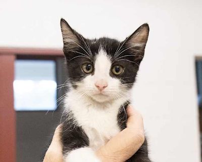 Templeton - Domestic Shorthair Male Cat for Adoption