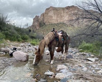 11 year old Ranch horseShes done about everything on a ranch. All day goer and ver