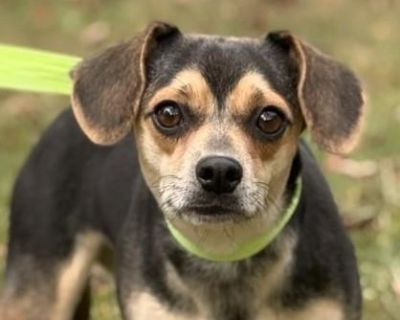 Agatha is a 1-year-old, 14-pound Chihuahua mix with a sweet personality. Crate trained and dog friendly, she is shy when it comes to meeting people, but she's definitely making progress where that's concerned. A loving girl, she enjoys running around your feet waiting for your attention and affection. A real doll baby! (posted 11/15/25, ME) Adoption Fee: $395.00-- covers microchip, worming, all...