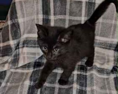 Brixy - Domestic Shorthair Female Cat for Adoption