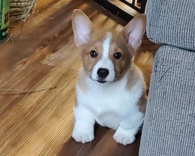 Corgi puppies for sale near sale me craigslist