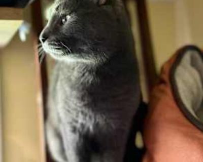 Boi - American Shorthair Male Cat for Adoption