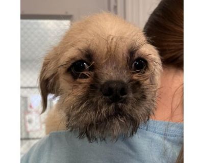 Rosie - Bichon Frise/Pug Mix Female Puppy for Adoption