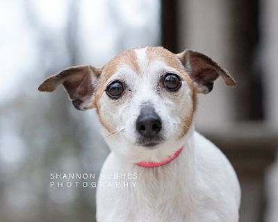 Roxy - Jack Russell Terrier Female Dog for Adoption