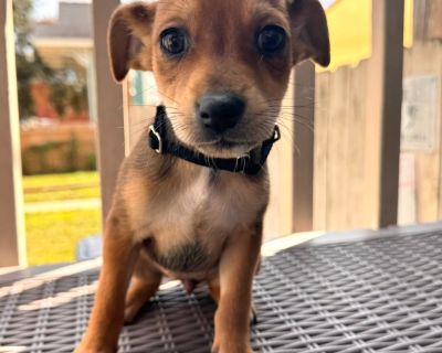 Meet Willow - Sweet as a summer breeze and twice as charming! Willow is a tiny explorer from our Forest Wonders litter, born in early August. This little Chihuahua mix may be small, but her heart is pure gold and her curiosity could fill a forest. She's got that perfect mix of playful puppy energy and cuddle-bug sweetness - zoomies one minute, snuggled in your lap the next. Willow loves toys, g...