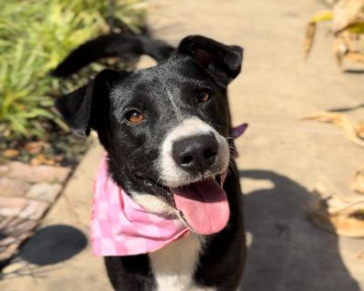 Meet Dottie Belle! Dottie Belle is a 54lb., Border Collie x Black Lab mix, and her estimated birthday is 5/25/2022. Dottie was abandoned and starving, but we rescued her, and sweet Dottie Belle is now safe and hoping for her furever home so that she can feel secure and receive the love she deserves. Dottie does great with other dogs. Dottie Belle's favorite hobby ever is swimming laps in the po...
