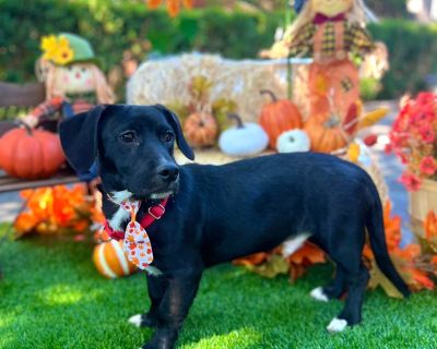 Macho - Labrador Retriever & Basset Hound Mix Male Dog for Adoption