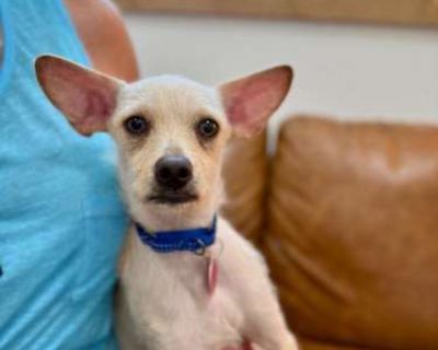 Crowley - Chihuahua Male Dog for Adoption