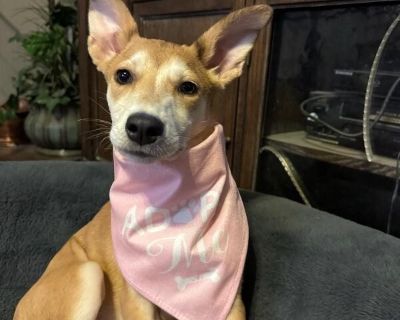 Evercrisp Apple - Siberian Husky & Boston Terrier Mix Female Puppy for Adoption