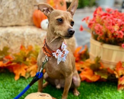 Nacho - Chihuahua & Terrier Mix Male Dog for Adoption