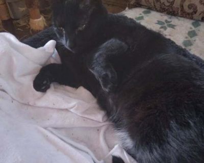 Adult. Black (all). Hair: short. Vaccinated. TO MEET ME, please complete a Pre-Adoption Application through our website: https://www.foreverfriendsfoundation.org/info/adoption (If you rent, you will be required to provide a copy of your lease agreement. Hello, I m HAZEL, a friendly community cat/stray who was observed for about 2 years by a caretaker to be sure she was not an owned cat. In that...